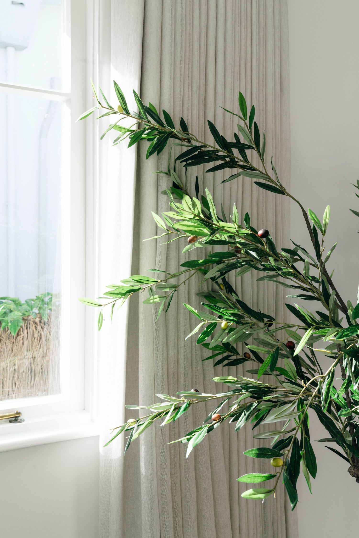 Green olive branch with leaves by a window with sheer white curtains in natural light.