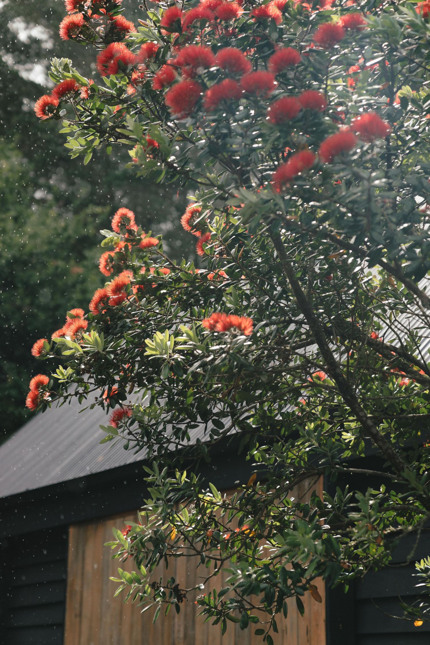 Vibrant red bottlebrush flowers bloom against dark wooden cabin roof in natural setting.