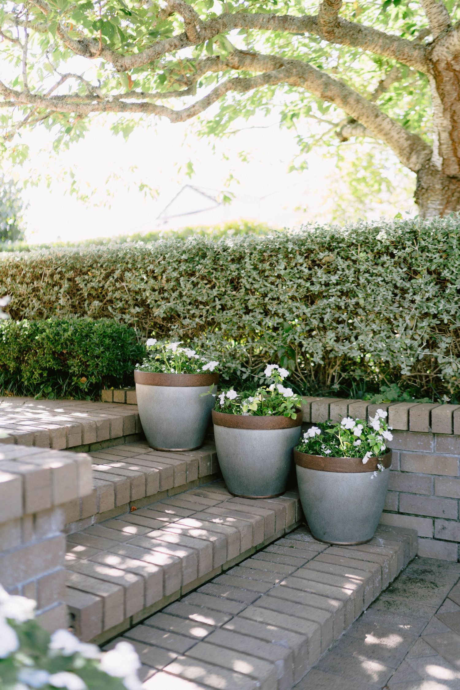 Three grey ceramic planters with white flowers arranged on stone steps under a shaded tree canopy.