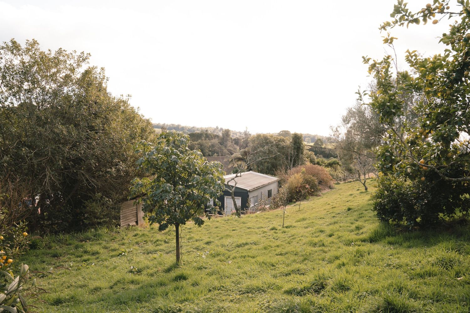 A green hillside pasture with a rustic building nestled among trees on a sunny day.