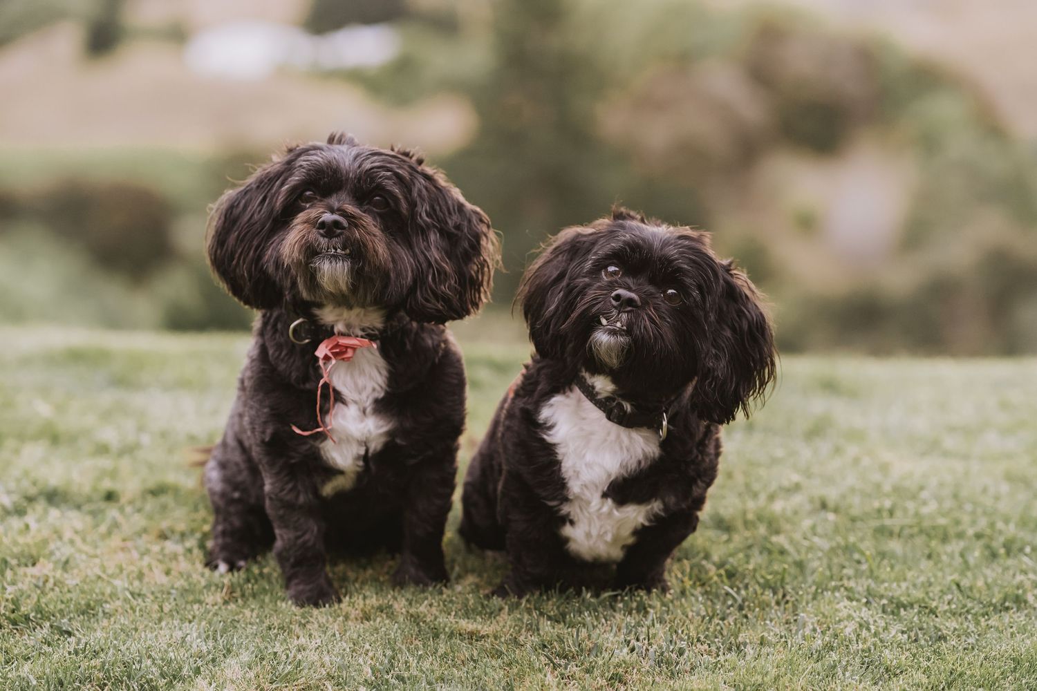 Two small black and white dogs with fluffy coats sitting together on green grass outdoors.