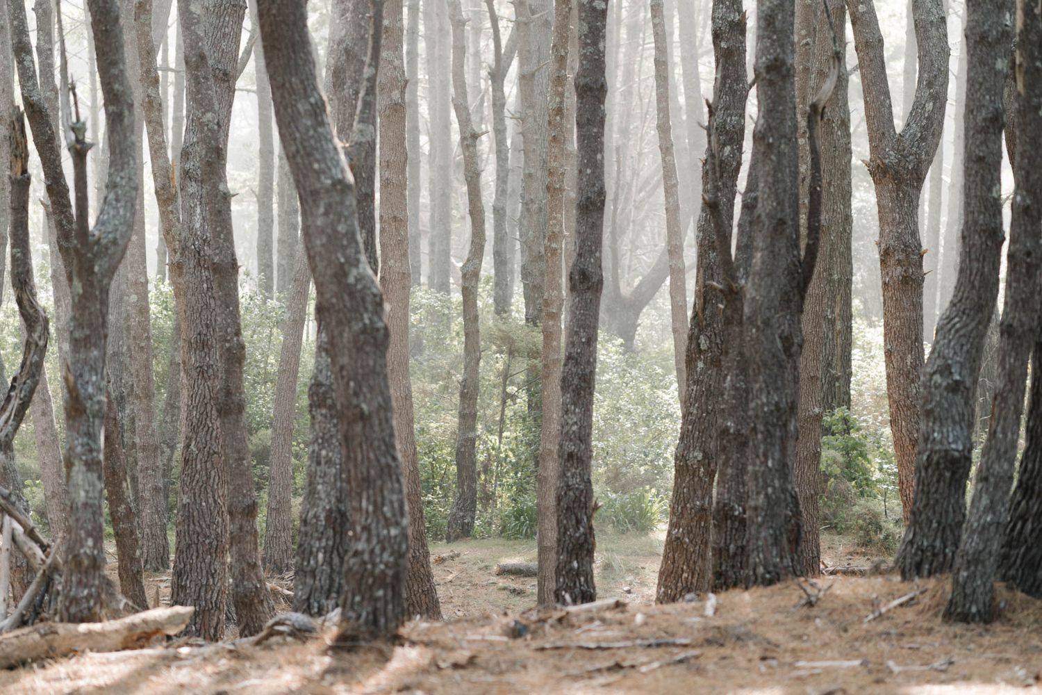 Misty forest scene with tall bare tree trunks in a foggy woodland creating a mysterious atmosphere.