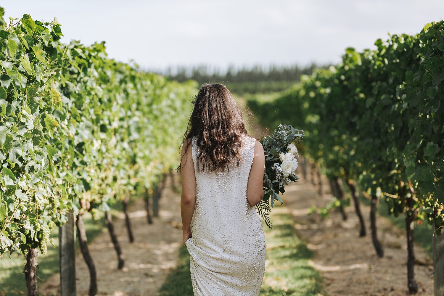 Rows of lush green grapevines stretching into the distance at a scenic vineyard on a sunny day.