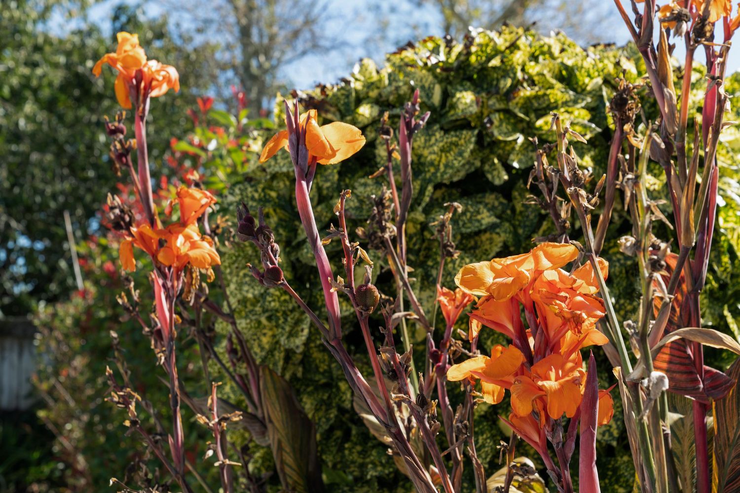 Vibrant orange canna lilies blooming in a garden with green foliage and trees in the background.