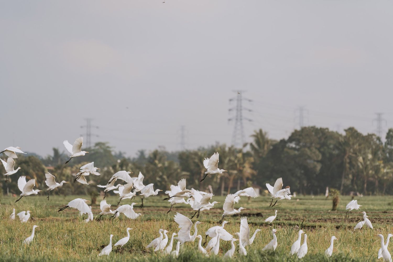 White cranes and egrets gather in a misty green field with power lines visible in the foggy background.