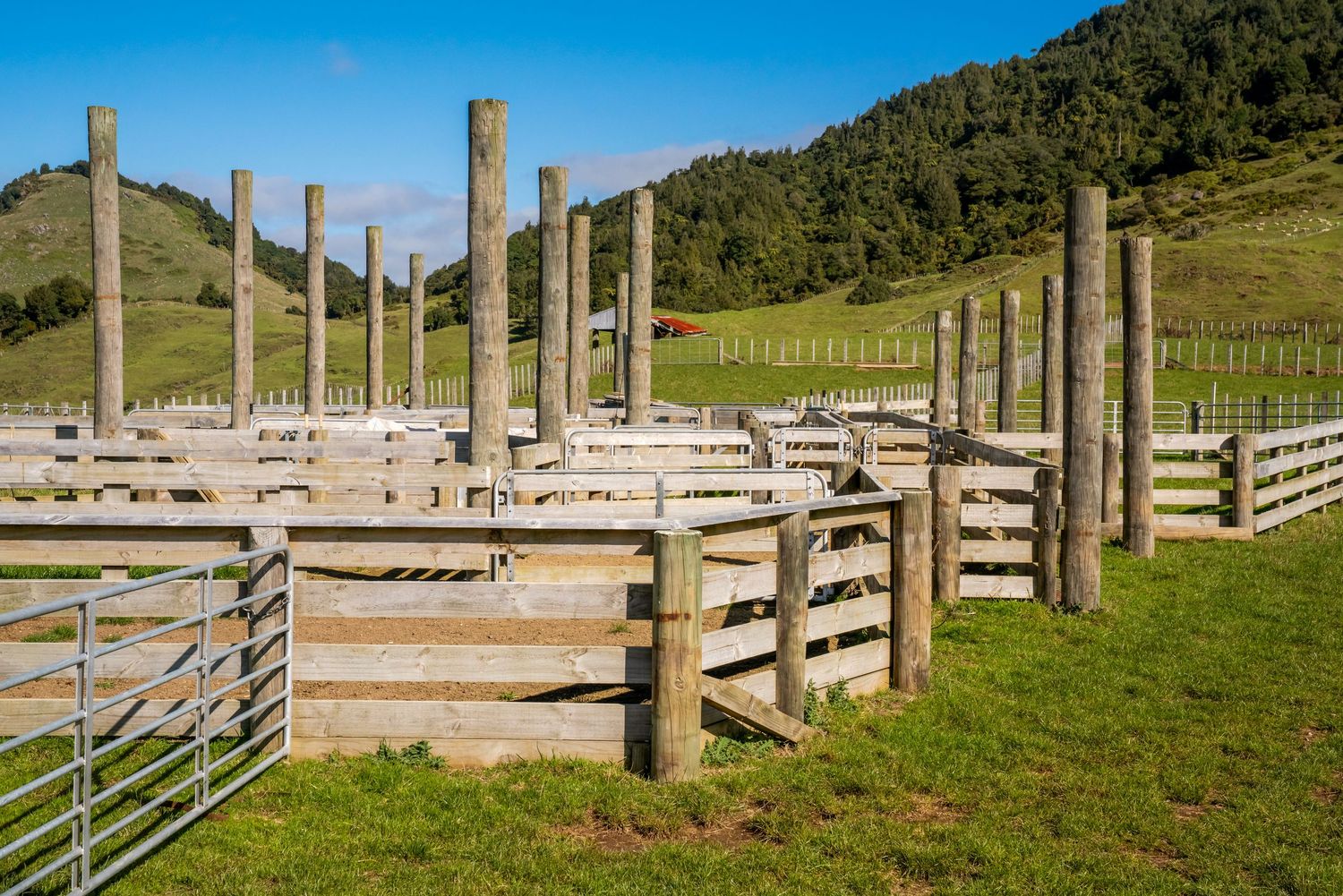 Wooden post fencing lines a rural paddock with mountains and forest in the background.
