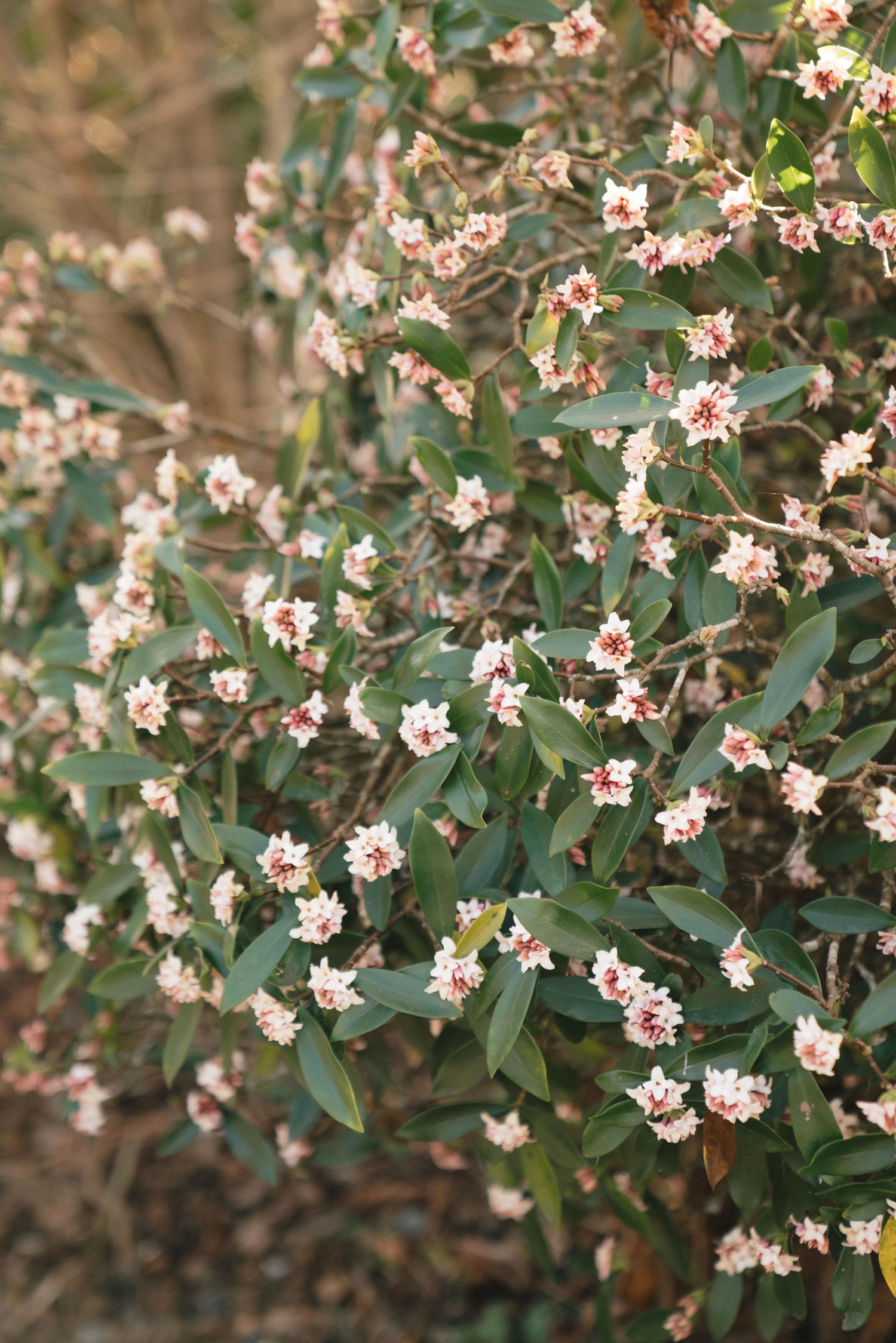 Delicate white and pink jasmine flowers blooming on green leafy branches in a garden setting.