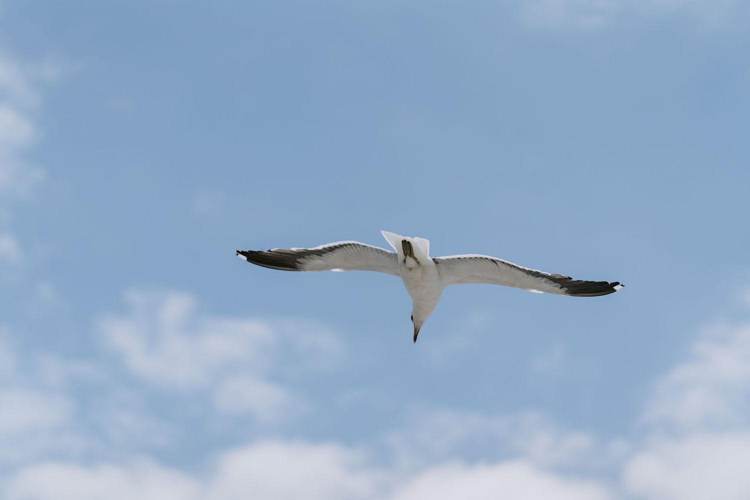 A majestic seagull soars through a bright blue sky with wings fully extended.