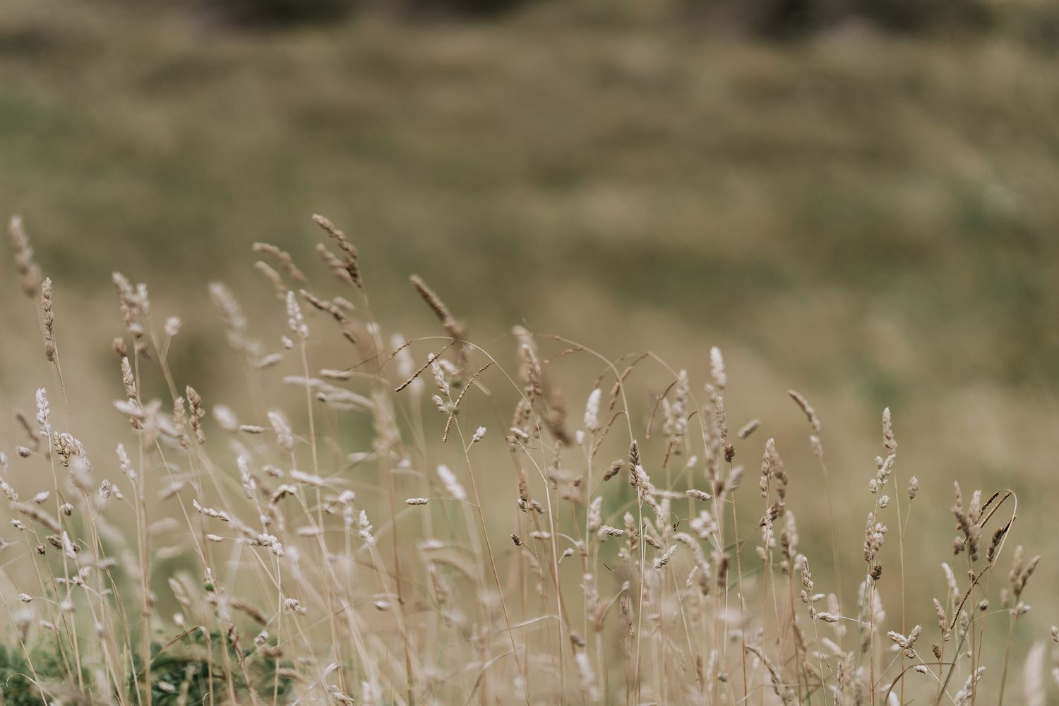 Delicate grass seed heads sway in soft focus against a blurred natural background.