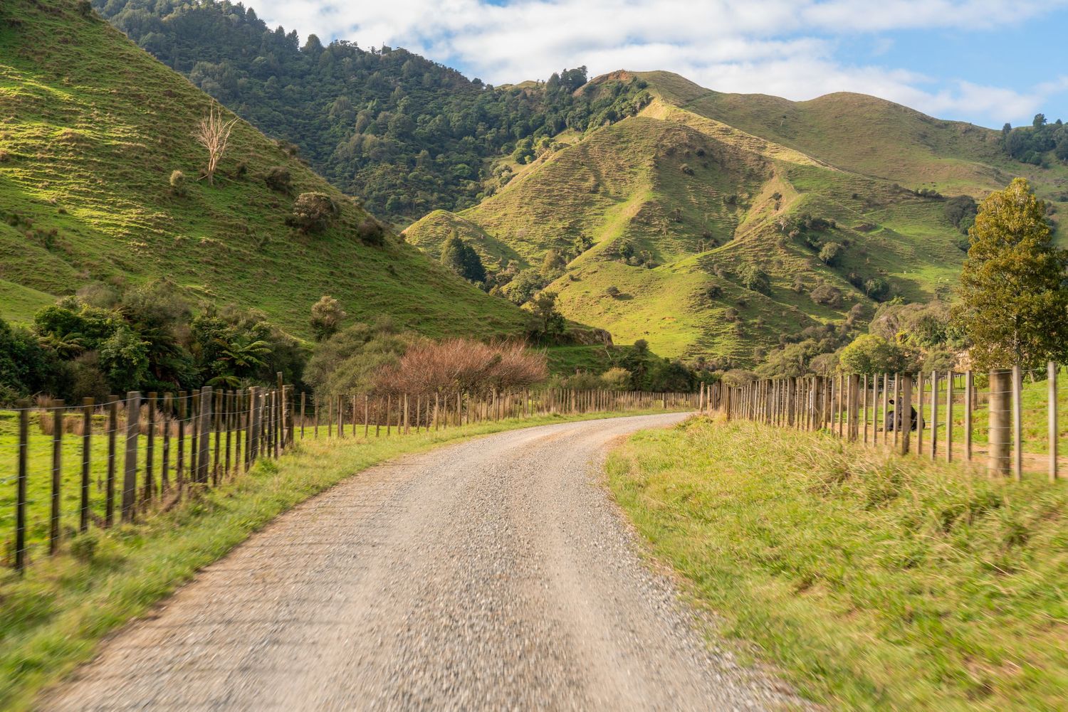 Rural gravel road lined with fence posts winding through green hillside pastures.