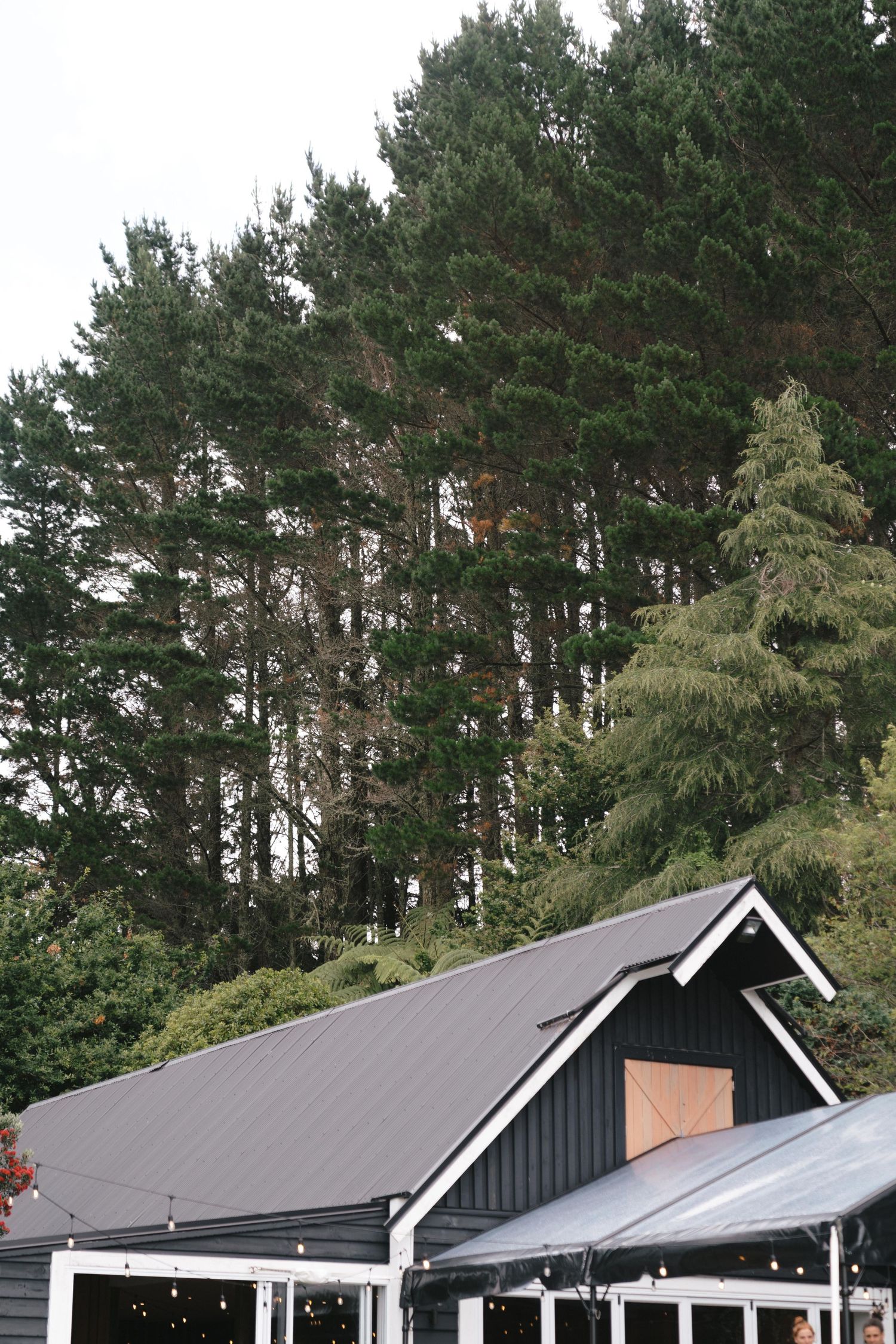 Row of modern black and grey cabins with peaked roofs nestled among tall pine trees.