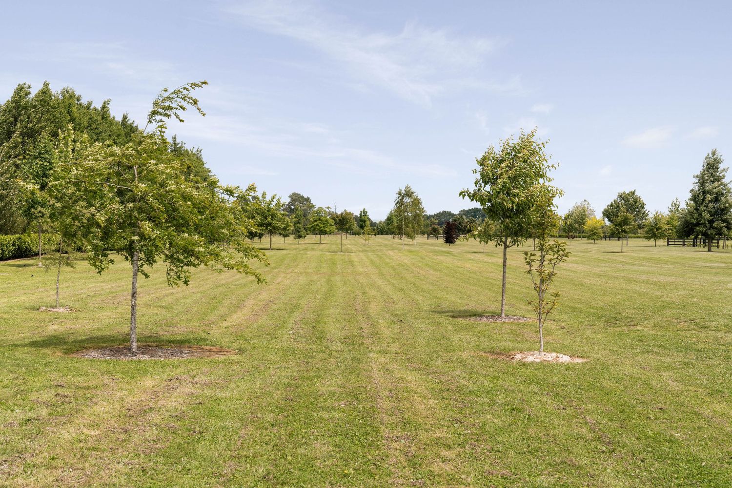 Rows of young trees planted in a grassy field with clear pathways between them.