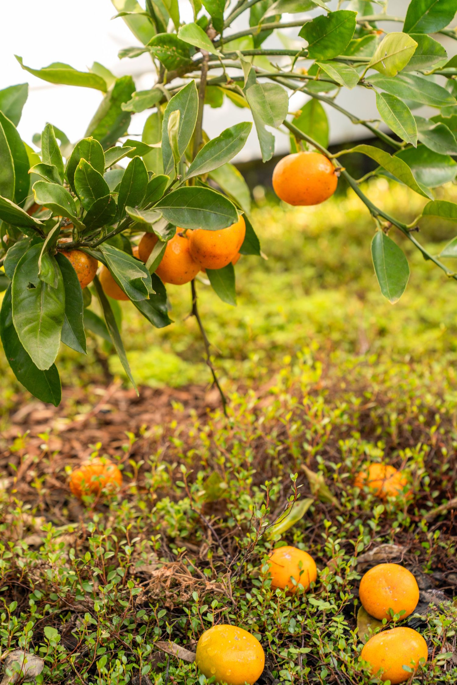 Orange citrus fruits growing on tree branches with ripe fruit fallen on mossy ground below.