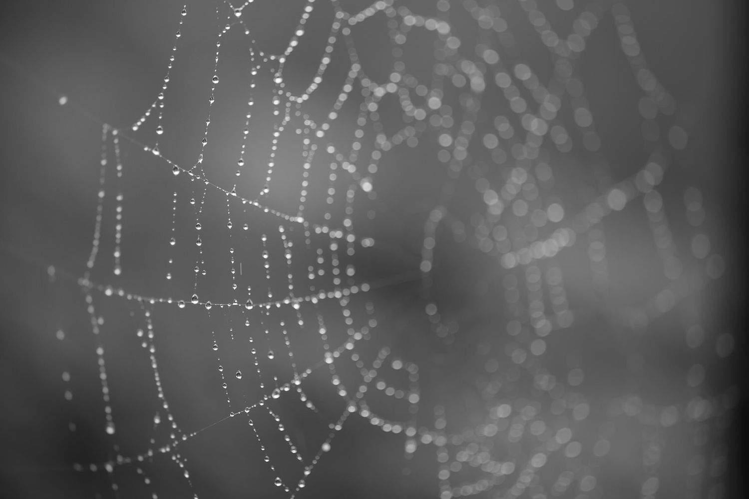 Dew drops glisten on delicate spider web strands in morning light creating a mesmerizing monochromatic pattern.