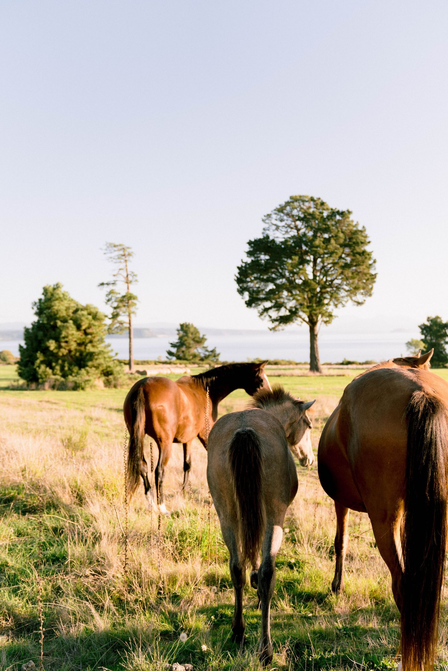 A line of brown horses graze in a golden field at sunset with scattered trees in the background.