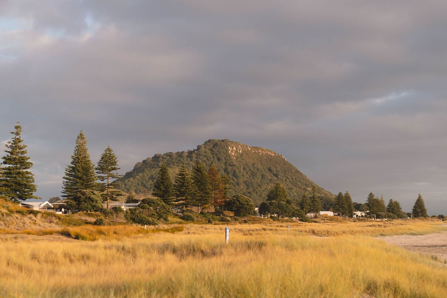 Rolling hills with pine trees and mountain backdrop under cloudy coastal skies.