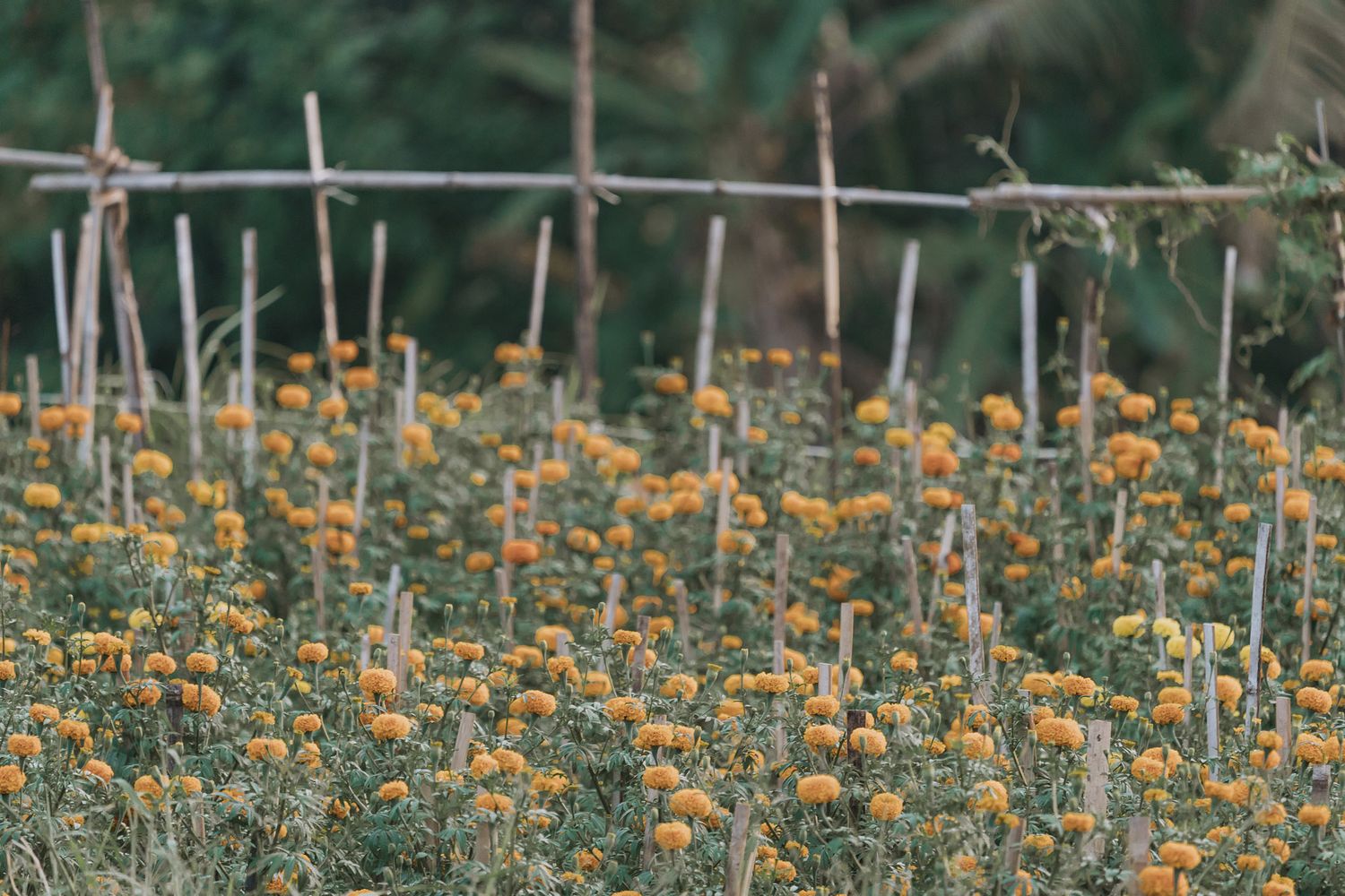 Orange marigold flowers bloom in a garden with wooden stakes and supports in the background.