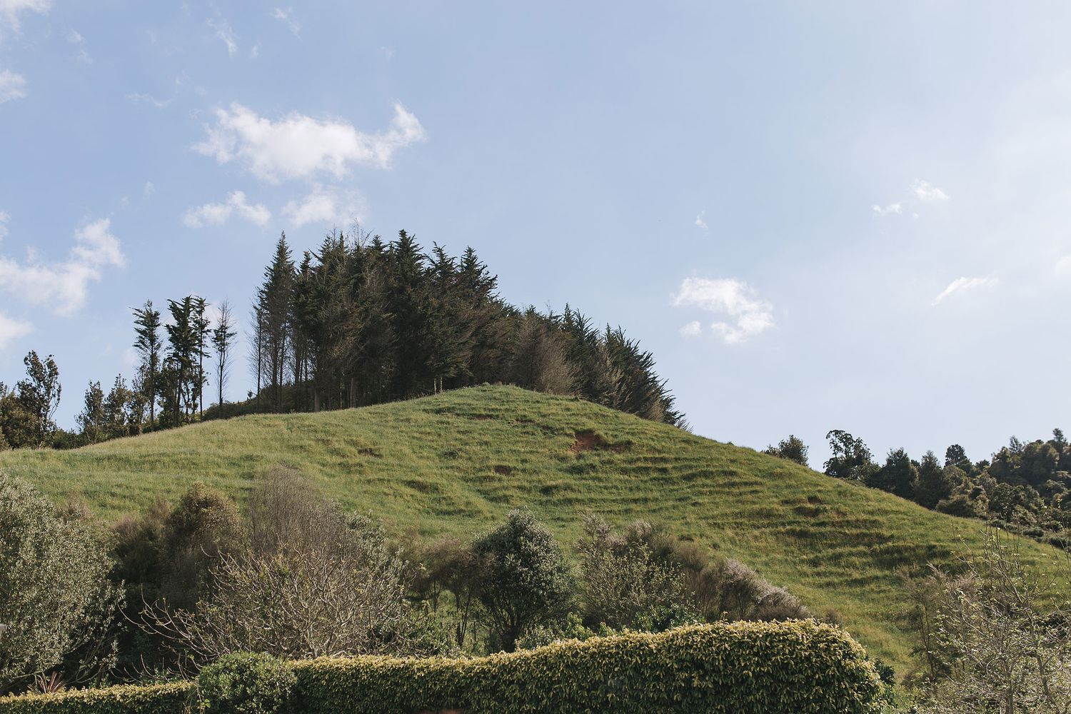 Rolling green hillside with evergreen trees crowning the summit against a blue sky with white puffy clouds.