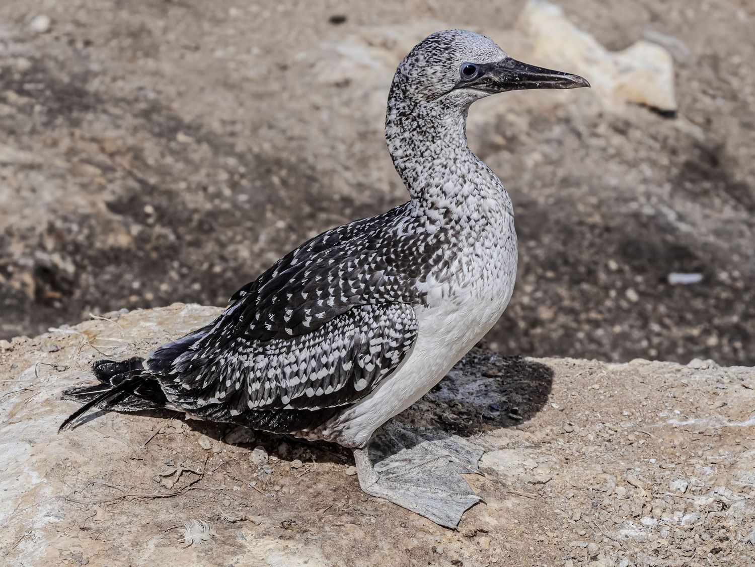 Close up photography of a gannet taken at Muriwai beach