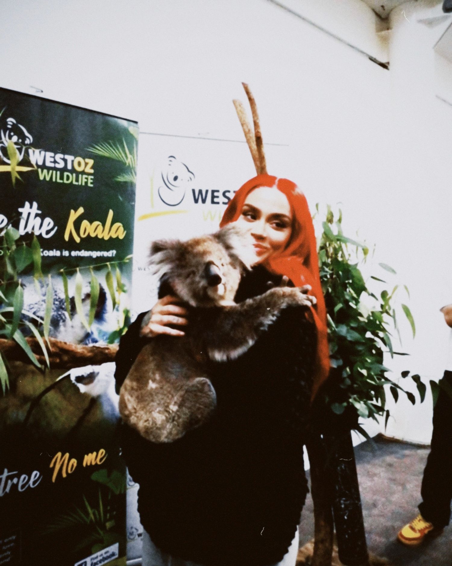 Person with bright red hair holding a koala bear at wildlife center.