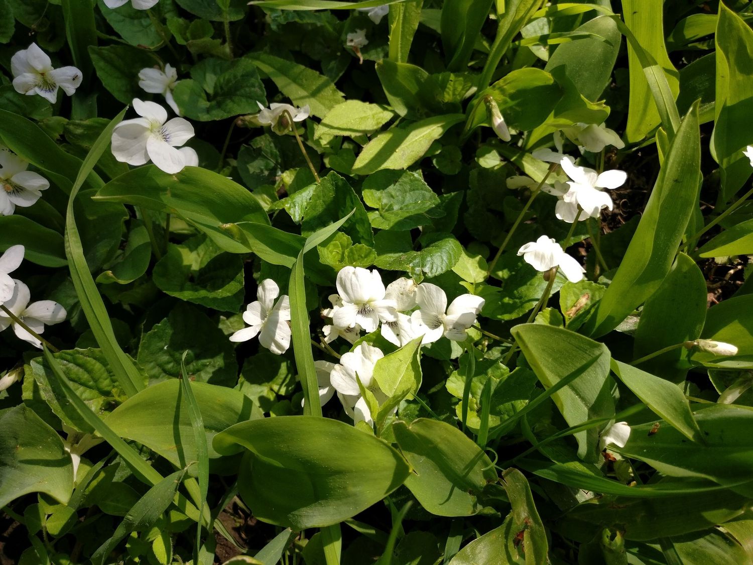 white violets