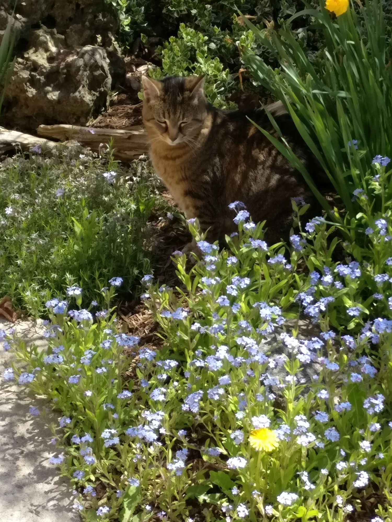 cat in flowers