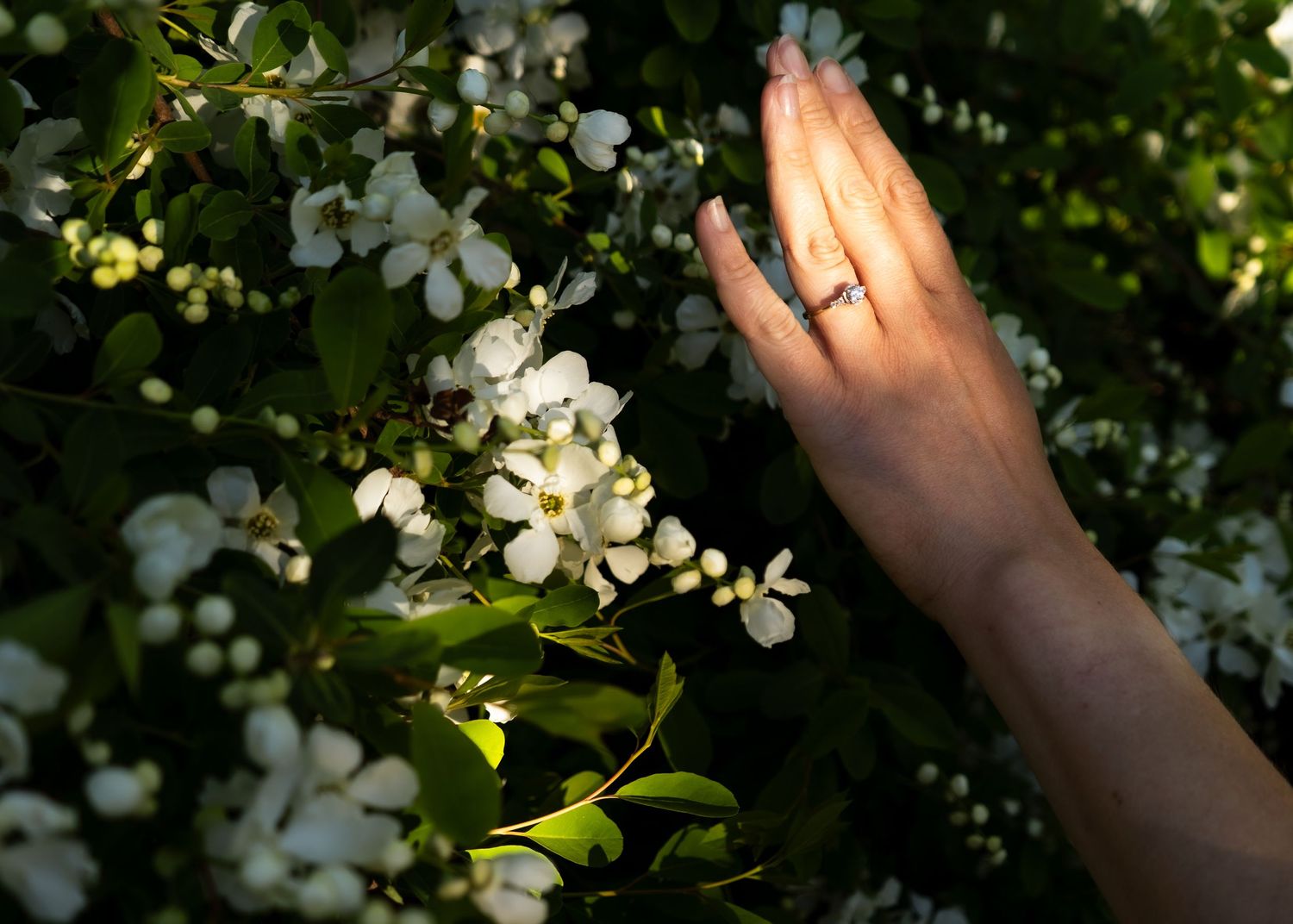 Delicate white apple blossoms bloom against a sunlit green background in springtime.