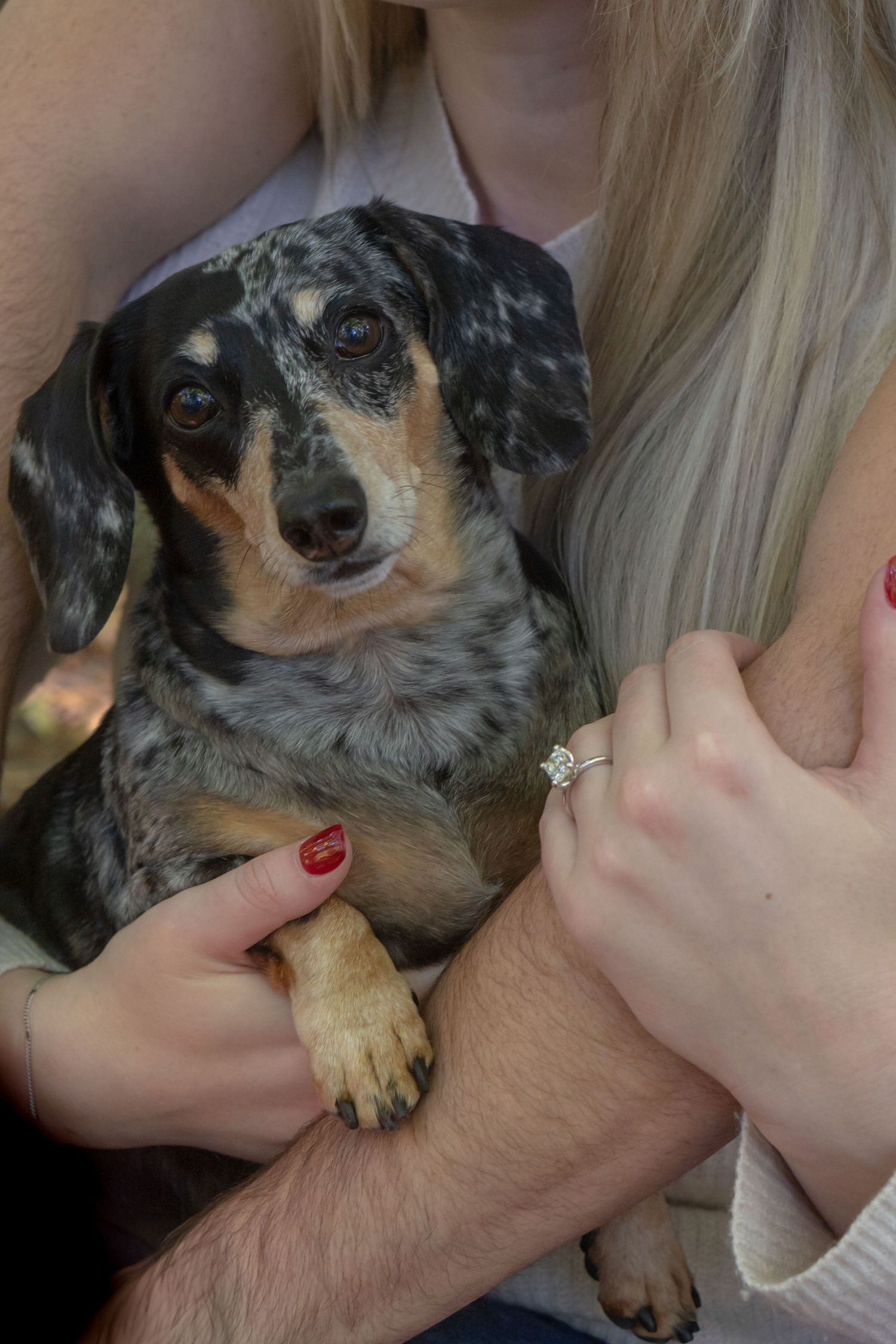 A dappled dachshund with merle coloring being held lovingly while showing off an engagement ring.