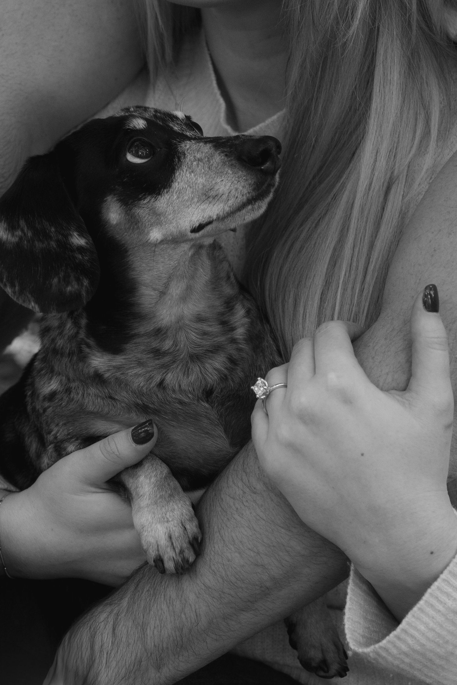 A series of black and white photos showing a small dog being held and cuddled by someone wearing white.