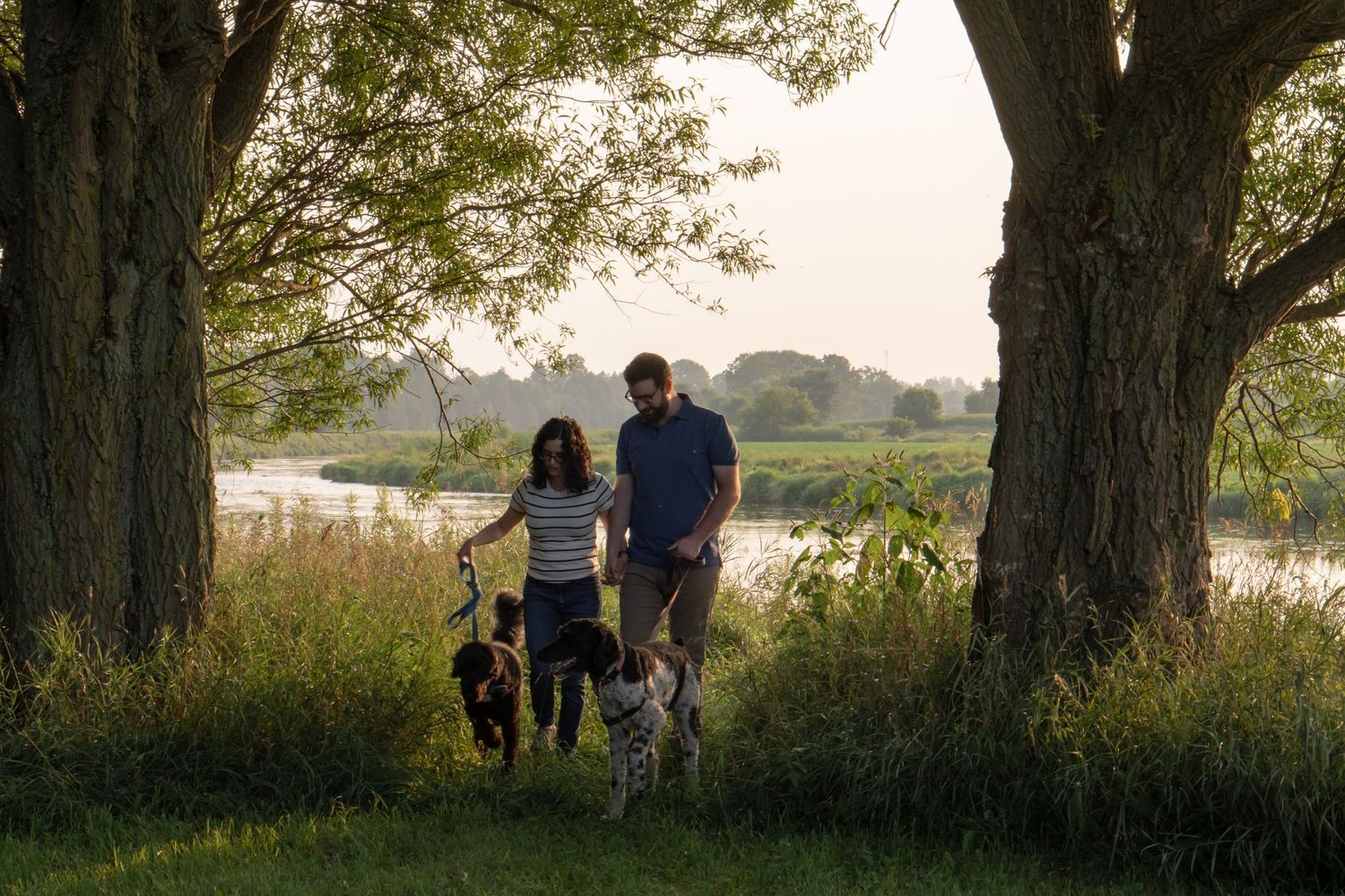 couple walking dogs