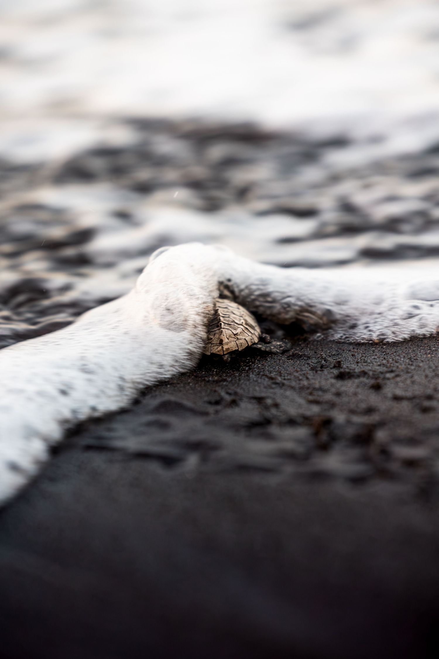 Close-up of a baby turtle being washed by white ocean foam on dark volcanic sand beach.