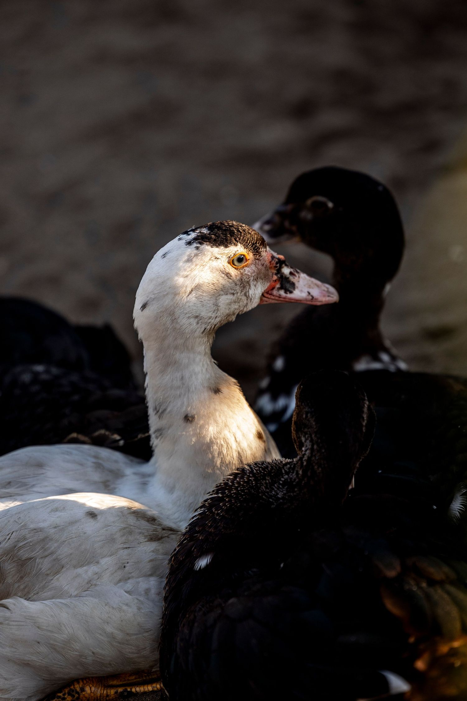 Travel & wildlife photography capturing nature’s raw beauty. Reise- & Wildlife-Fotografie, die die natürliche Schönheit.