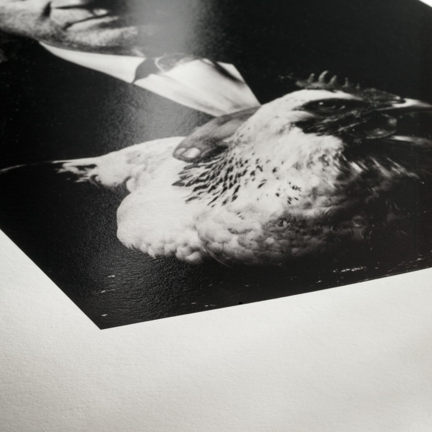 Black and white photograph of a bird resting on a surface, with a person in a suit partially visible in the background.