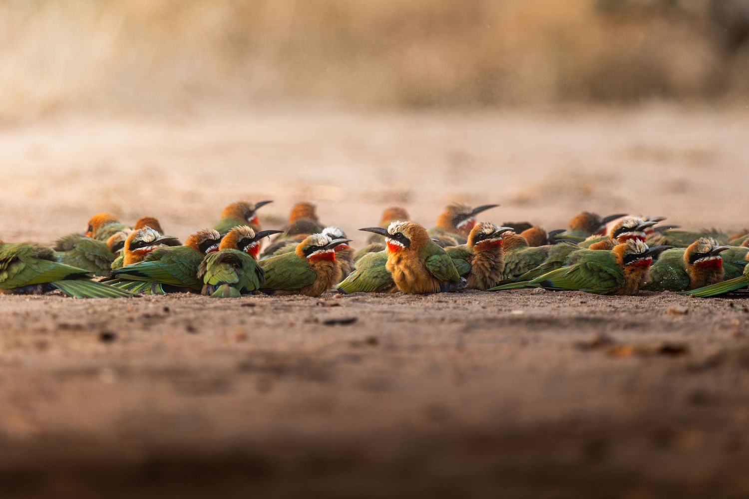 A colorful flock of white-fronted bee-eater birds huddles together on sandy ground in warm golden light.