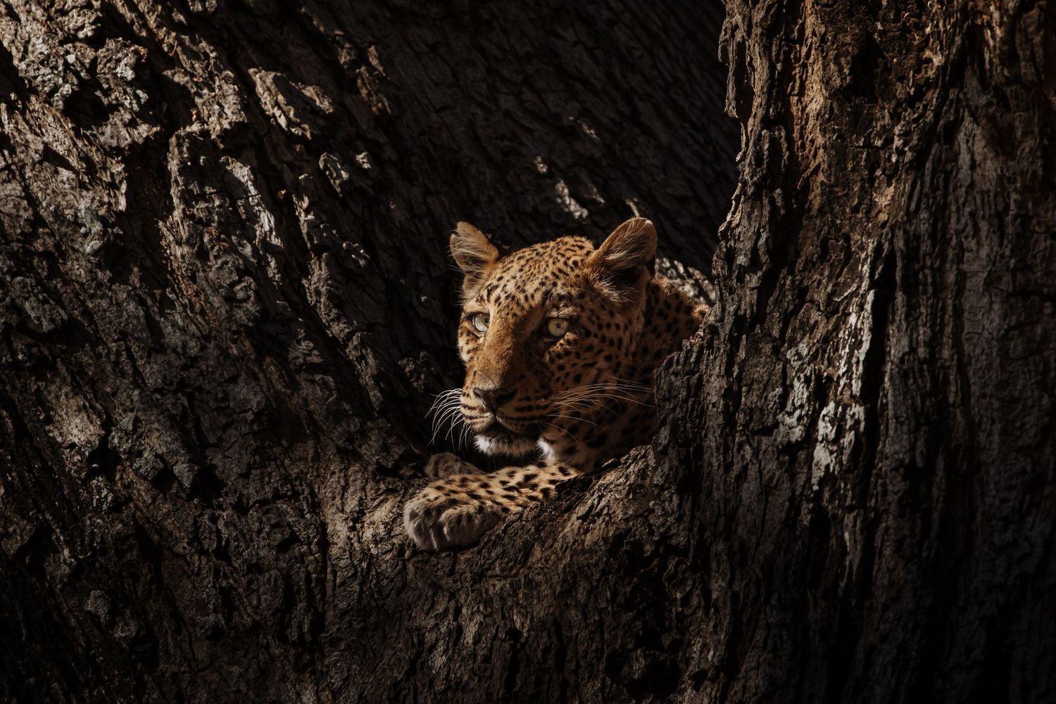 A leopard cub rests in the hollow of a dark textured tree trunk, its spotted coat illuminated by soft light.