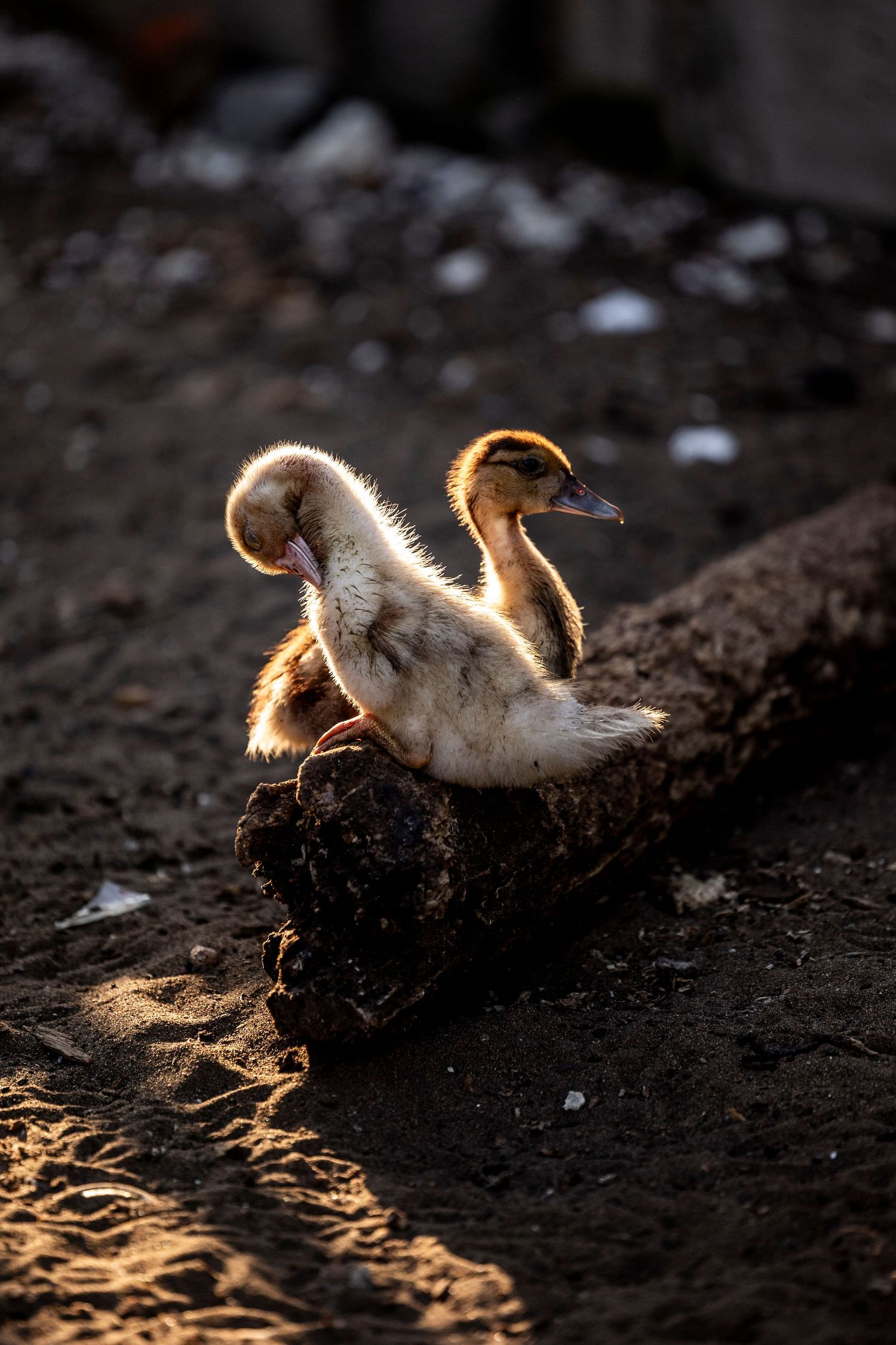 Travel & wildlife photography capturing nature’s raw beauty. Reise- & Wildlife-Fotografie, die die natürliche Schönheit.