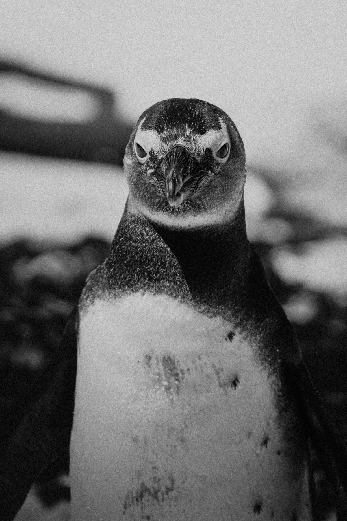 Black and white close-up portrait of a penguin facing camera.