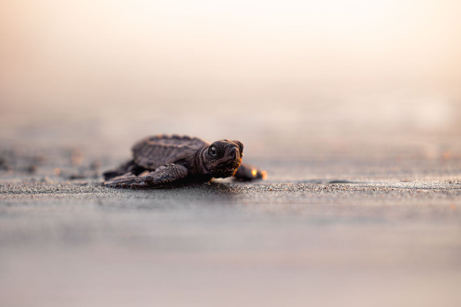 Travel & wildlife photography capturing nature’s raw beauty. Reise- & Wildlife-Fotografie, die die natürliche Schönheit.