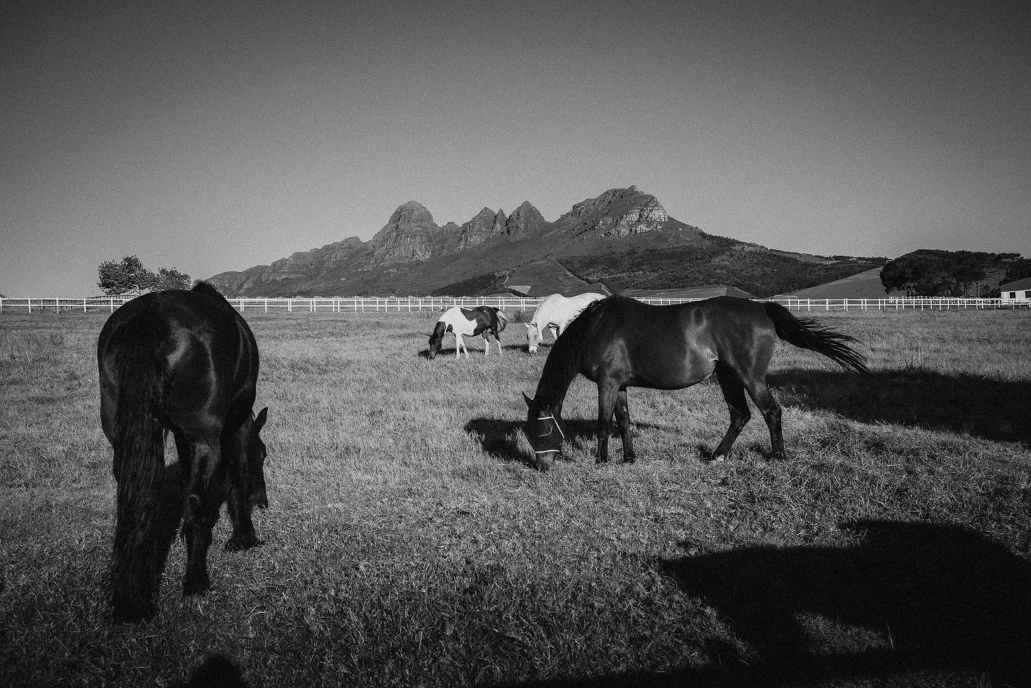 Black and white photo of horses grazing in field with mountains.
