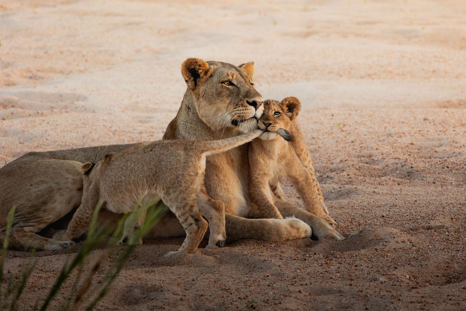A lioness and her cub share a tender moment resting together on sandy ground in the African savanna.