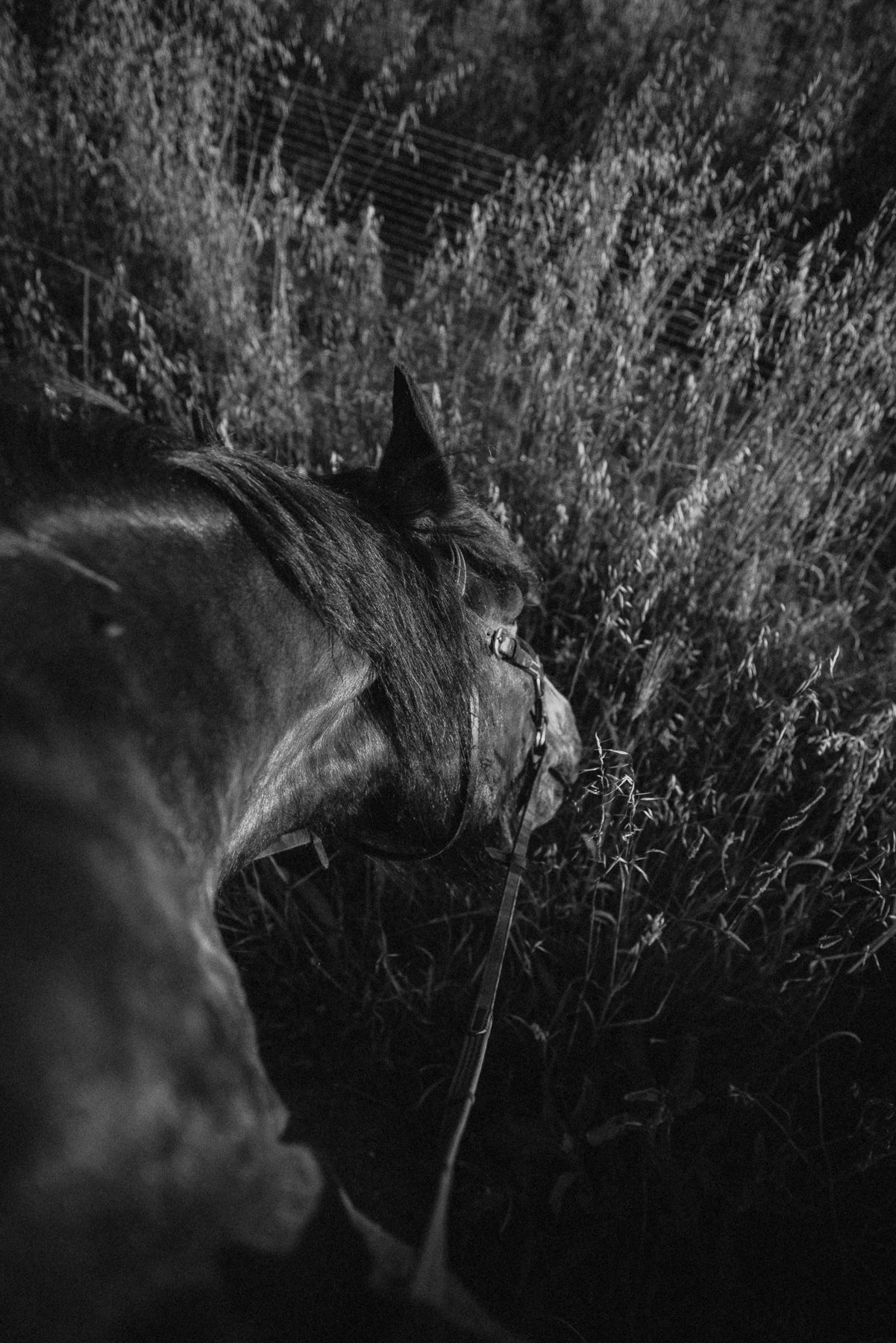 Black and white photo of a horse grazing among tall wild bushes, captured from above in dramatic natural lighting.