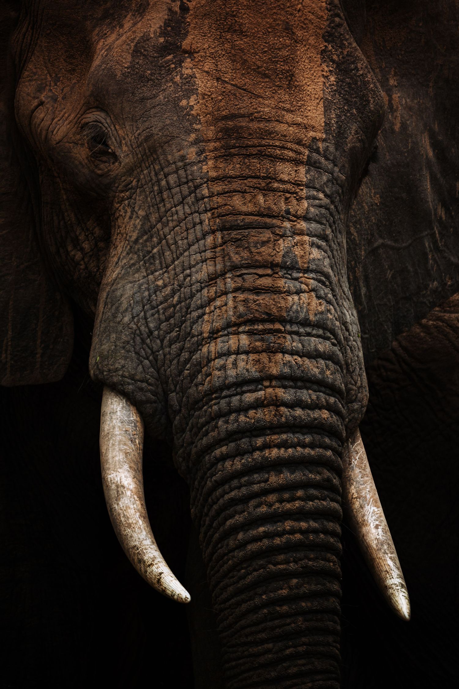 Close-up portrait of an African elephant with ivory tusks and textured skin against a dark background.