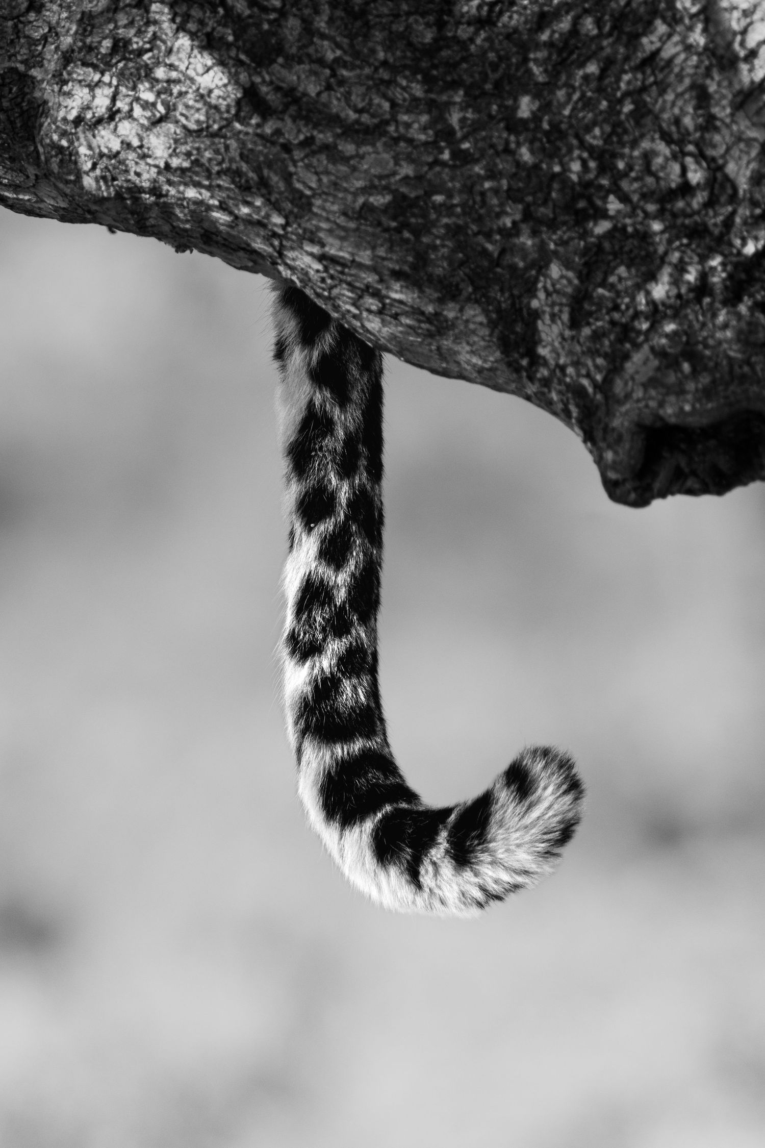 Black and white close-up of a spotted leopard tail hanging from a tree branch in the wild.