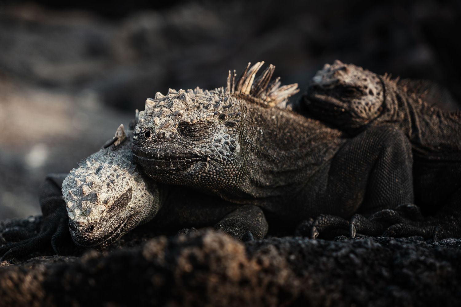 Two marine iguanas resting on dark volcanic rocks in the Galapagos Islands, showcasing their textured scaly skin.