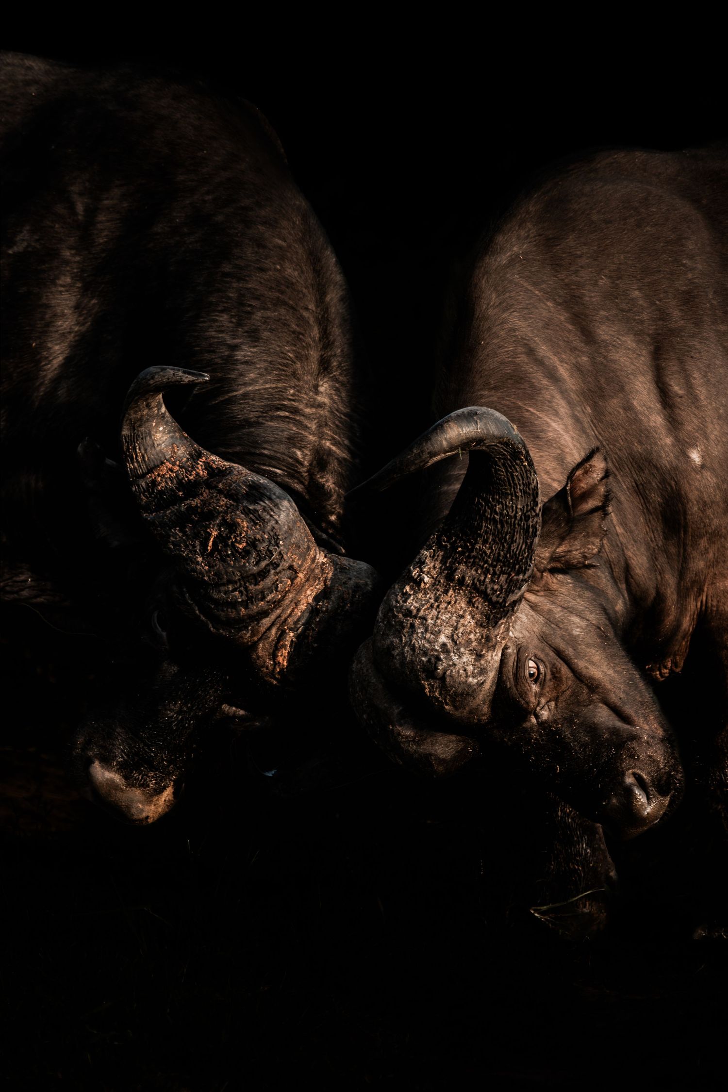 Two Cape buffalo face each other in dramatic low-key lighting, showcasing their massive curved horns against a dark background.