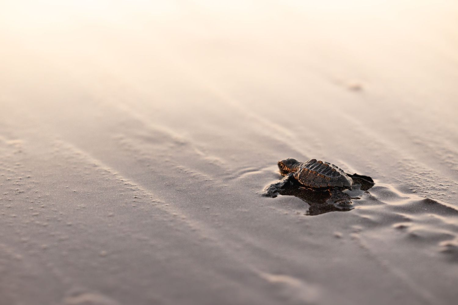 Travel & wildlife photography capturing nature’s raw beauty. Reise- & Wildlife-Fotografie, die die natürliche Schönheit.