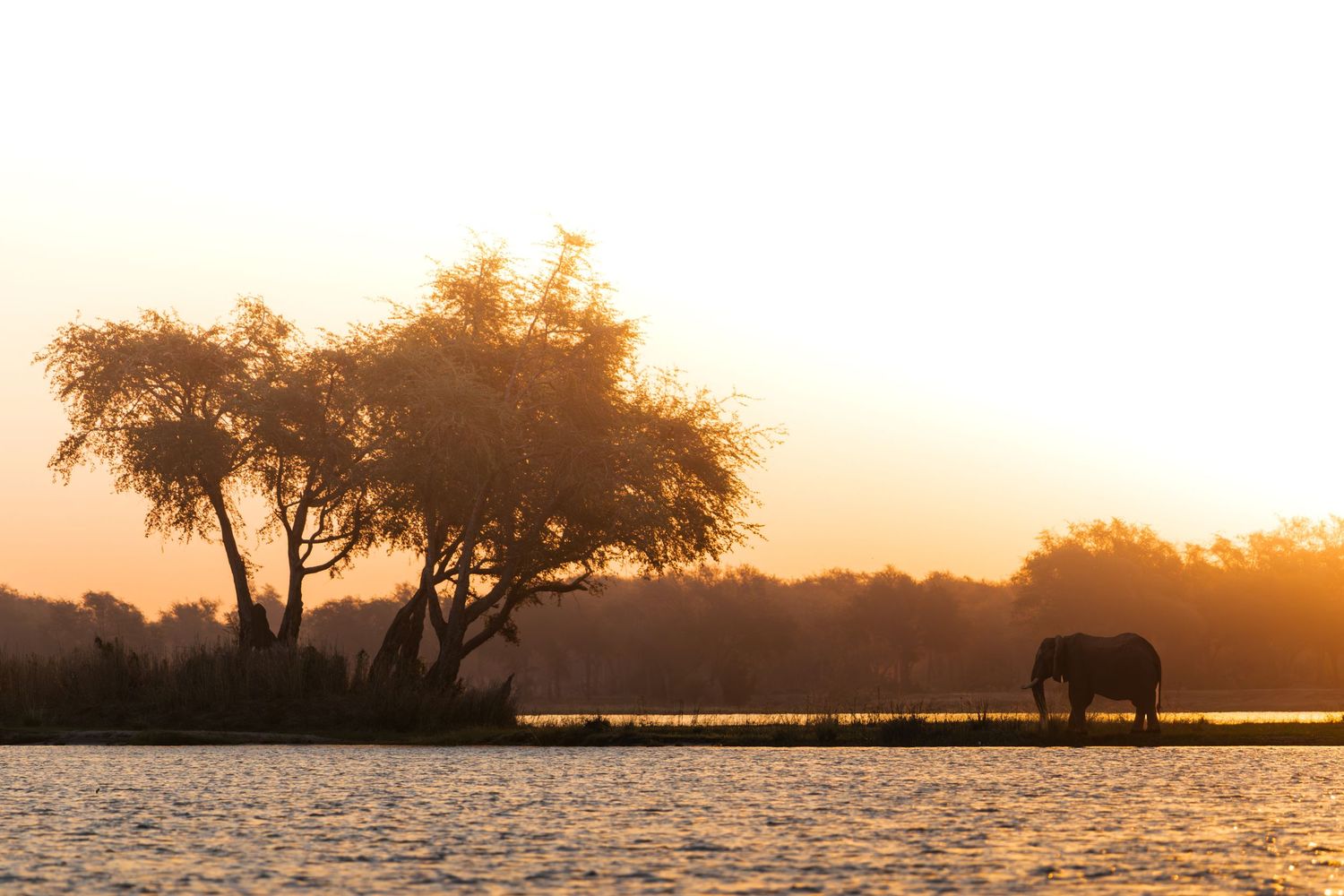 Elephant silhouette at golden sunset near a river with acacia trees in African wilderness.