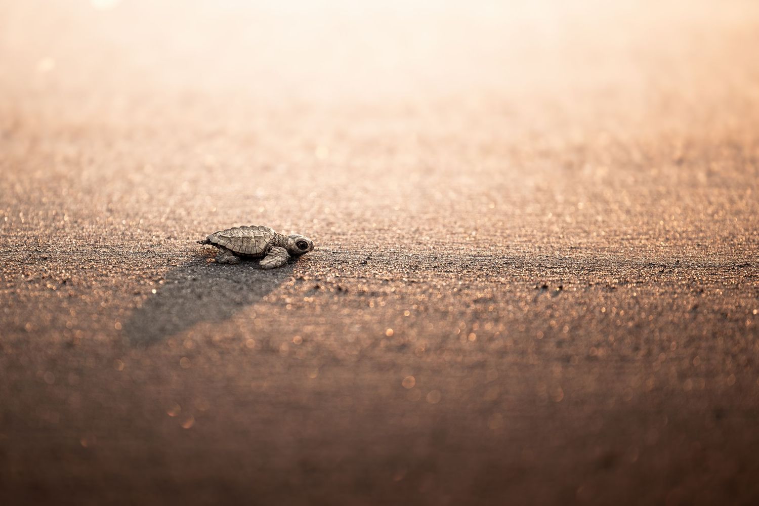 Travel & wildlife photography capturing nature’s raw beauty. Reise- & Wildlife-Fotografie, die die natürliche Schönheit.