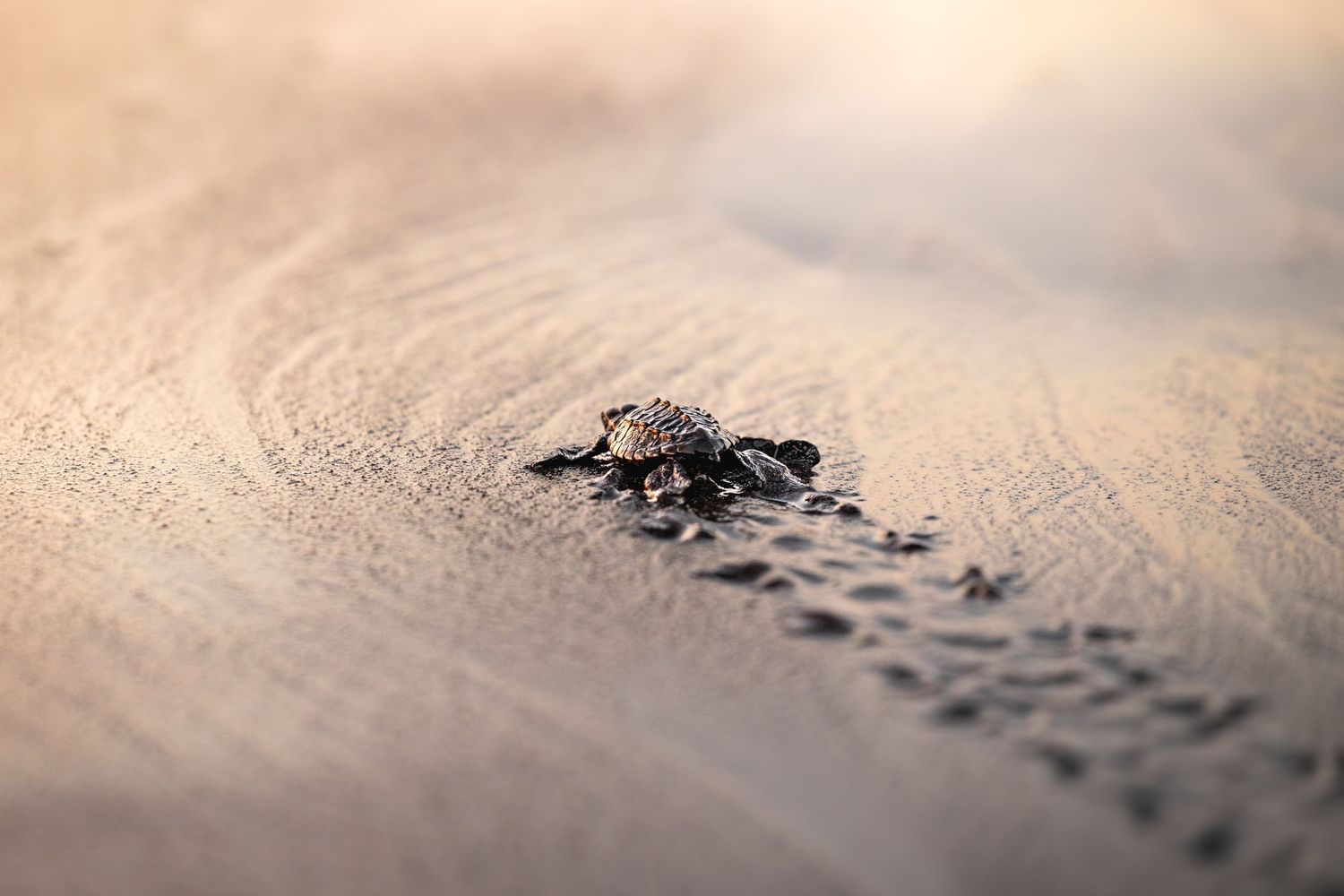 Travel & wildlife photography capturing nature’s raw beauty. Reise- & Wildlife-Fotografie, die die natürliche Schönheit.