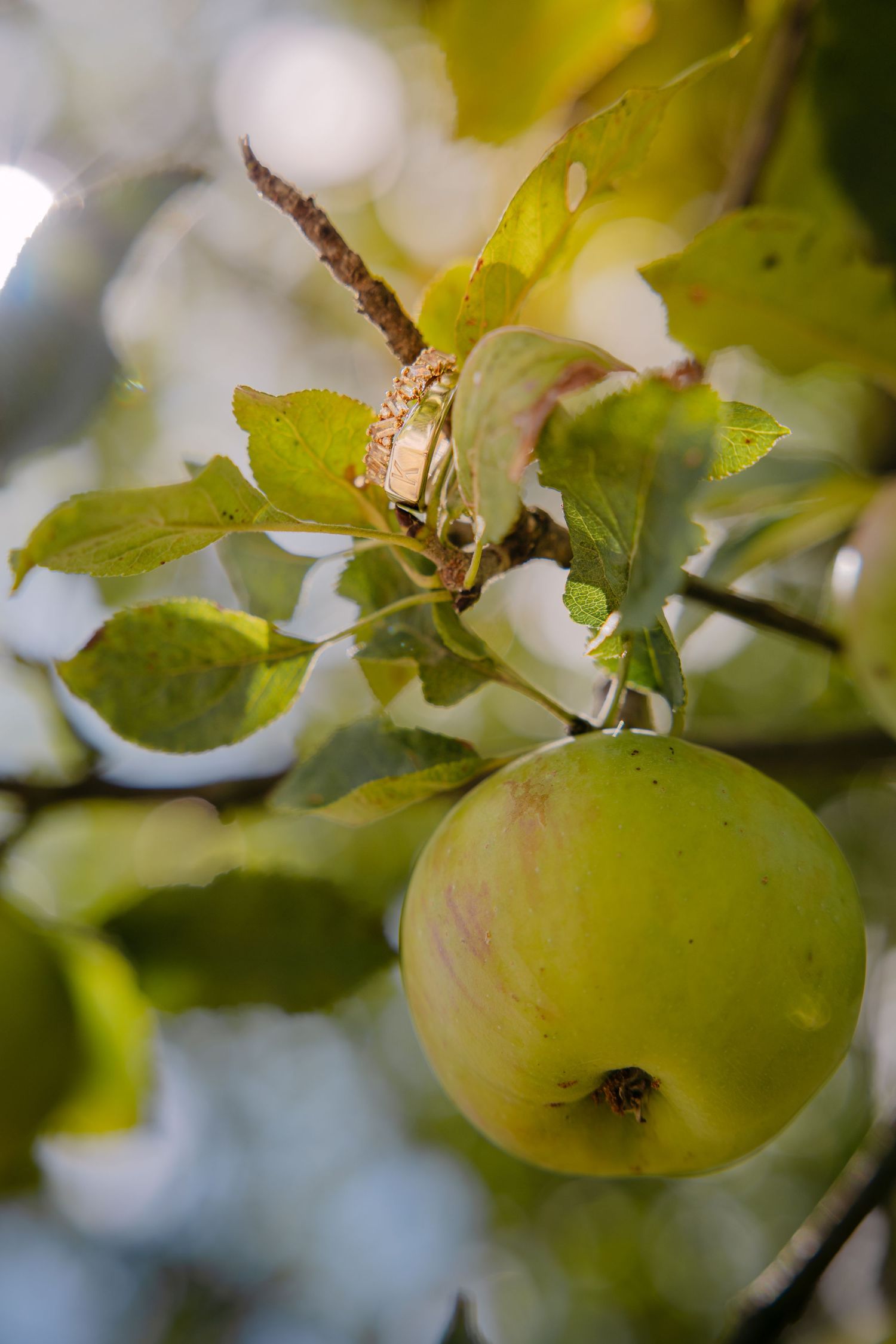 A ripe green apple hanging on a branch surrounded by lush green leaves in a sunlit orchard.